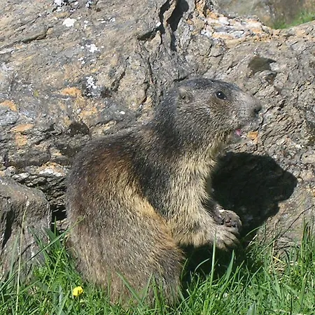 Zwargji 3* フォルマッツァ