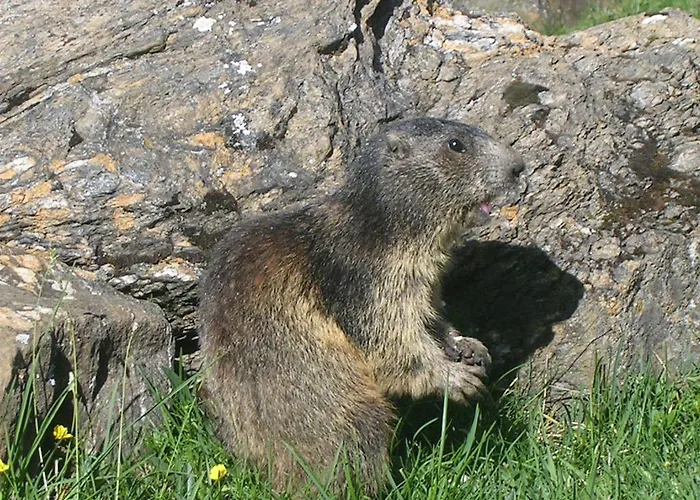 Zwargji 3* フォルマッツァ